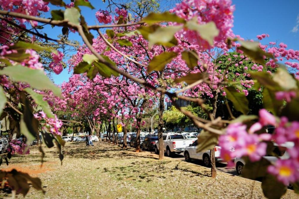 Capa da notícia: Divulgado estudo inédito com Índice de Sustentabilidade Ambiental Urbana das regiões do DF